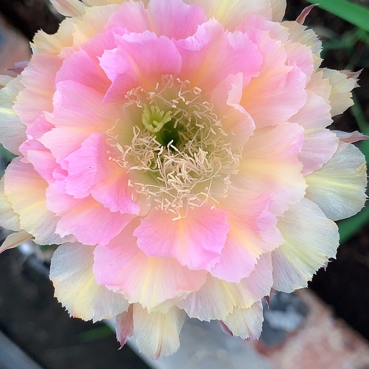 无花朵彩草 新15无根 侧呀 5公分 5-6 公分 