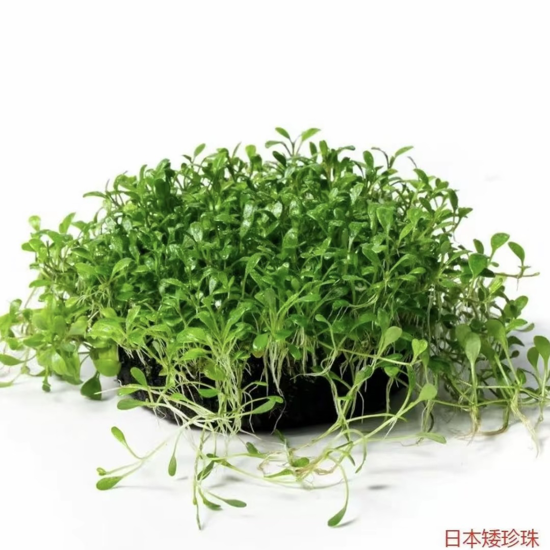【前景矮珍珠】无需底砂的矮珍珠水草前景草坪适合鱼缸造景
