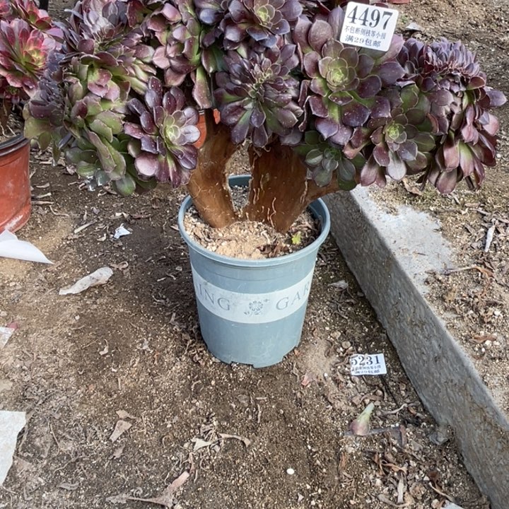 498号荷兰玫瑰多肉
