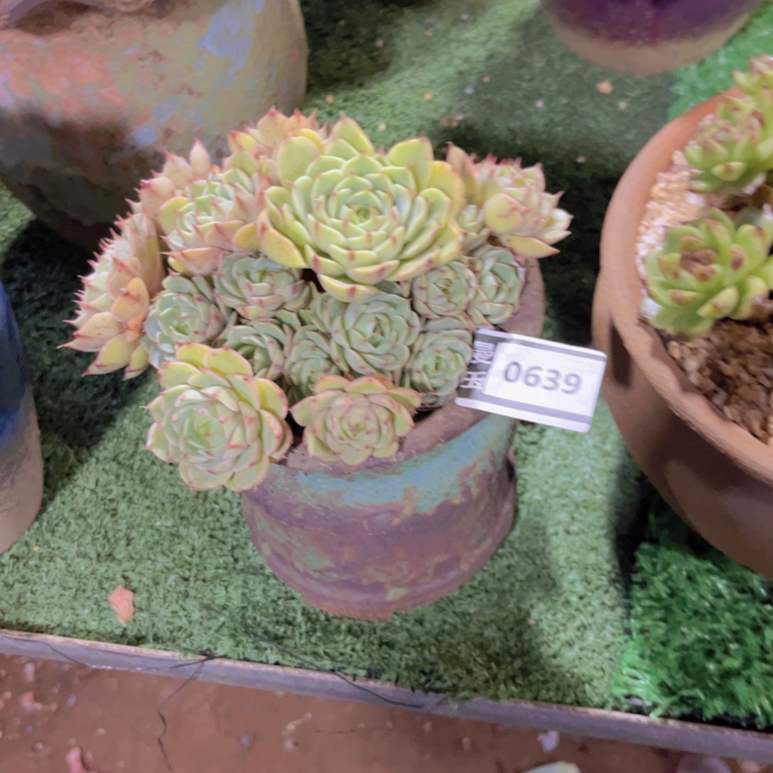 笨吧多肉植物0639