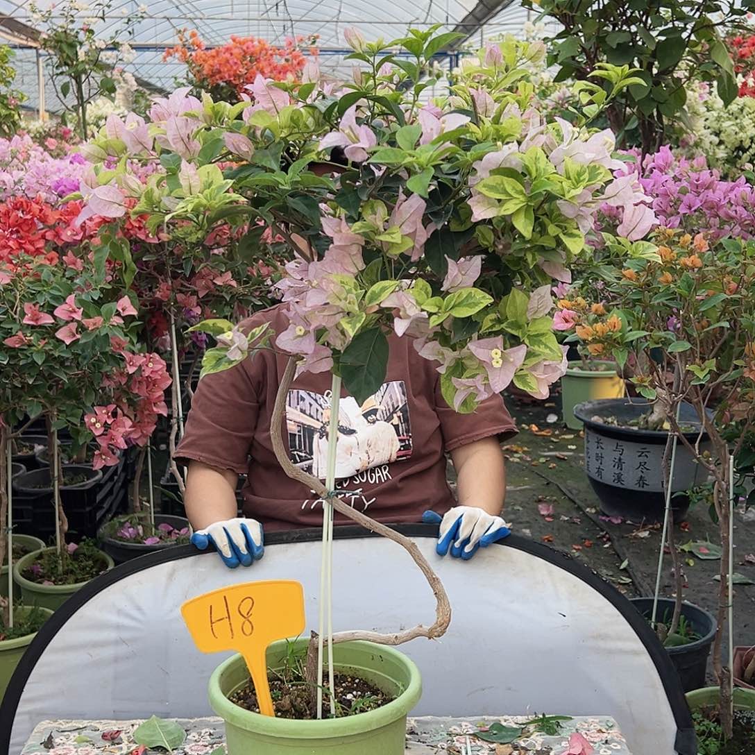 蓝***花大部分花苞少量开放H8金边丽娜