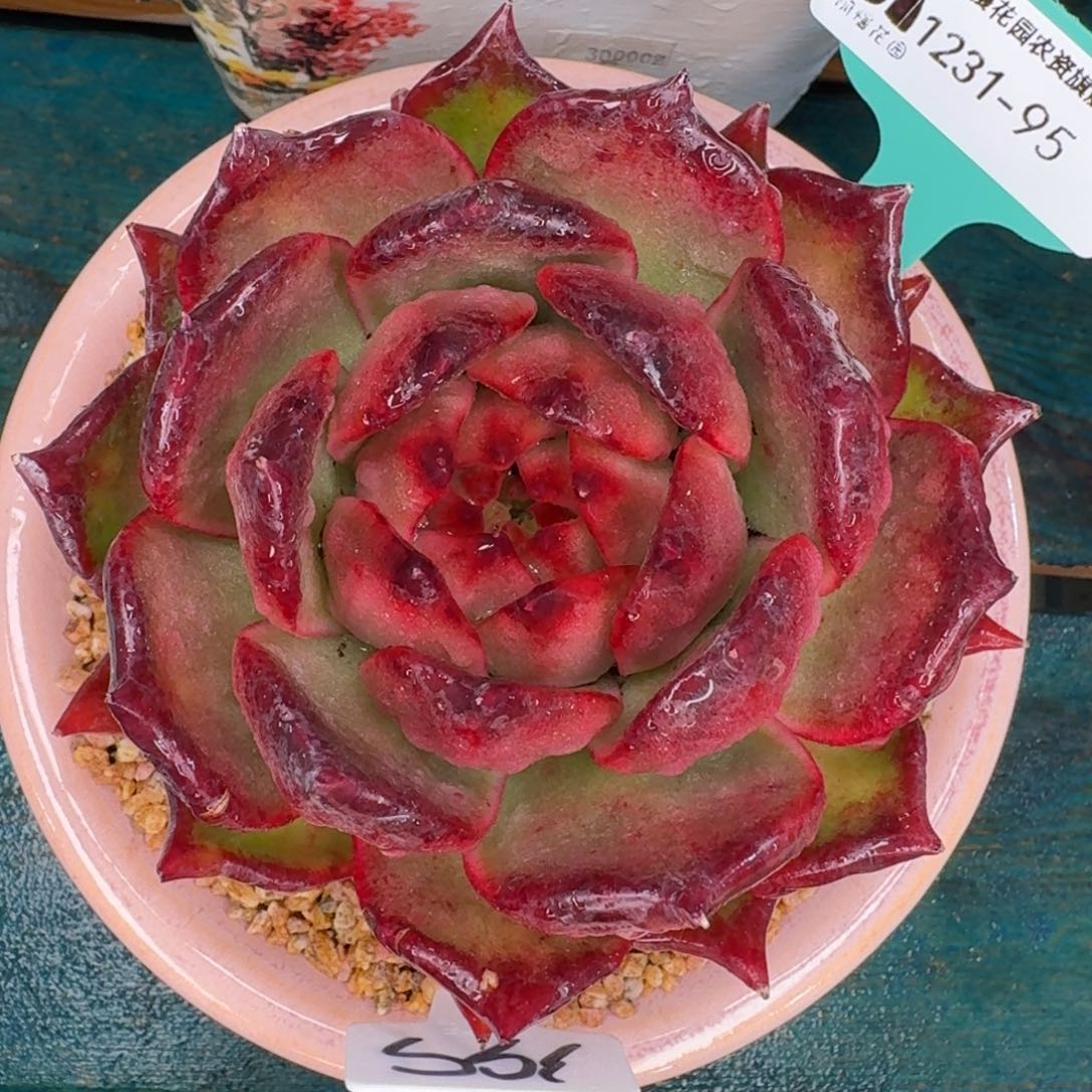 从前慢多肉精选编号1231-95