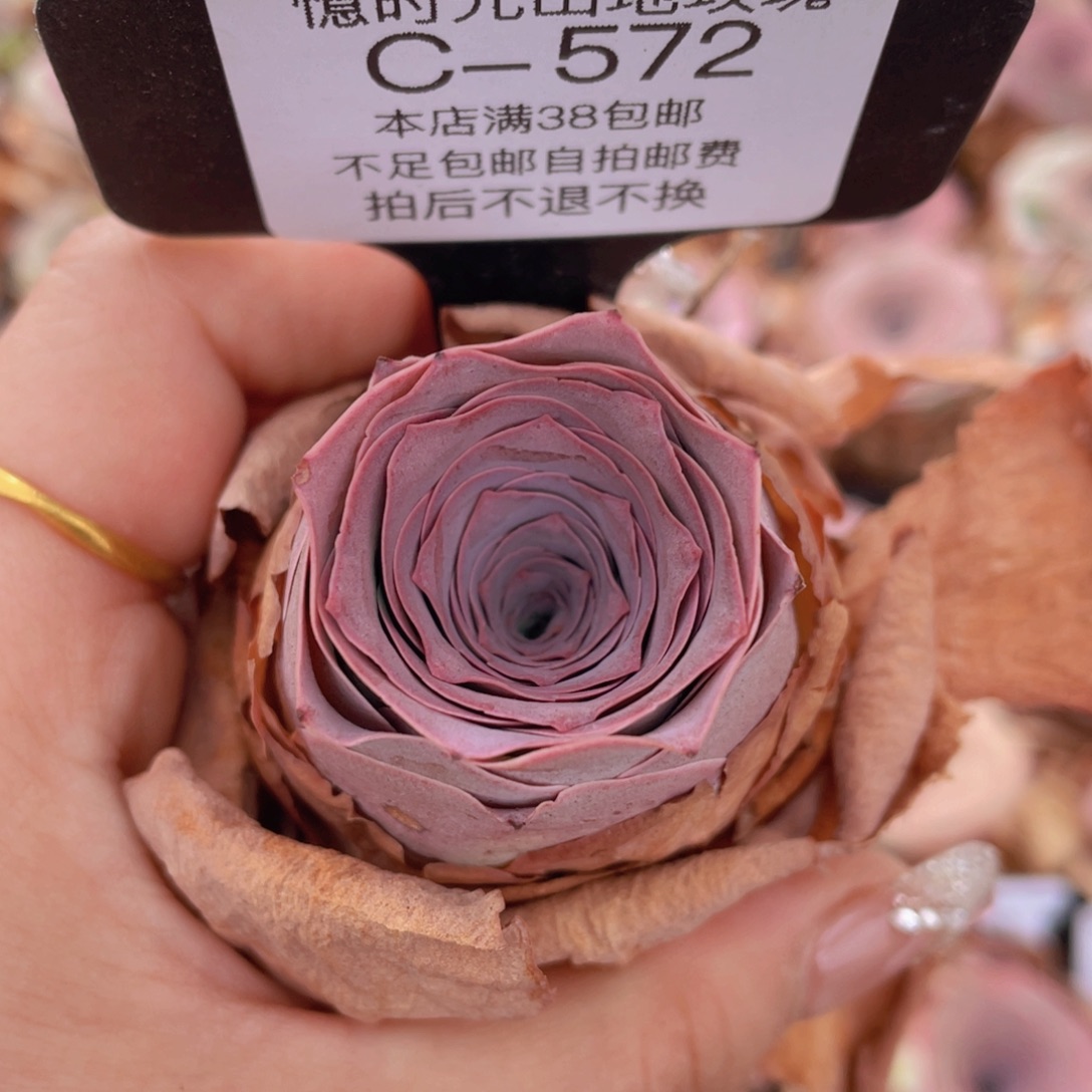 山地玫瑰C572裸根发货断枝不包损不售后