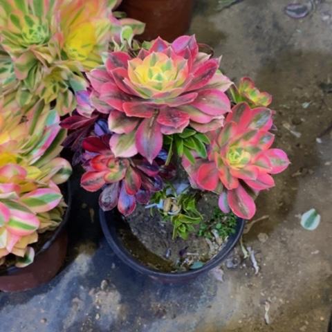 嫁接的有瑕疵多肉3738