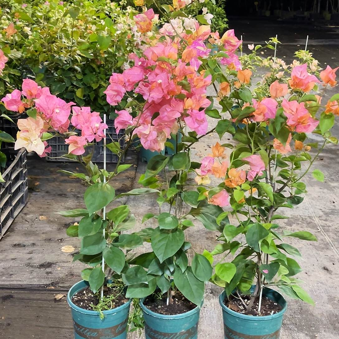 当前无花栽培后可以开花阿达娜带竹一颗