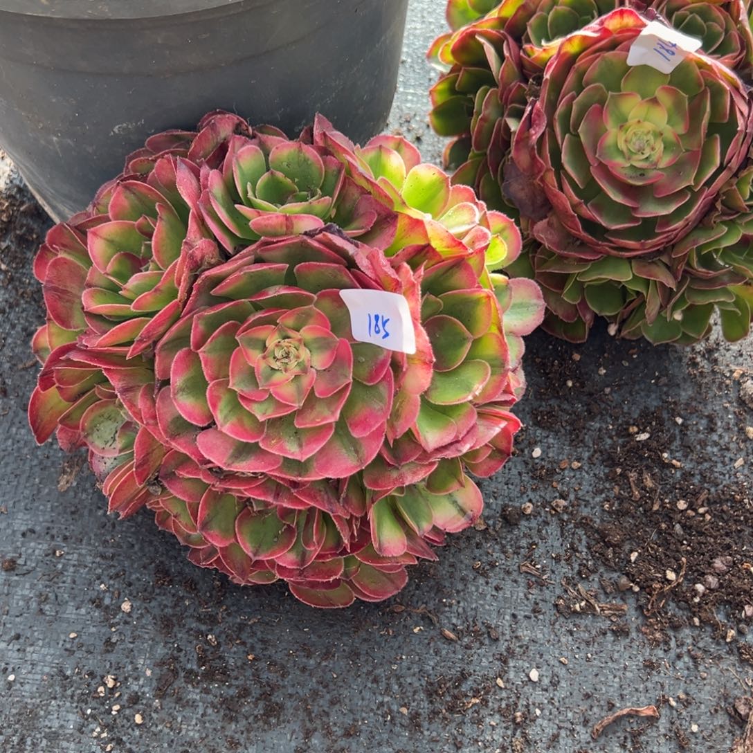 小***皮185荔枝变异多肉多肉多肉