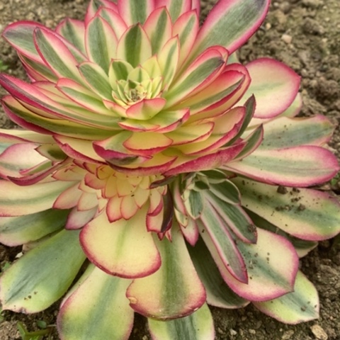 806荔枝满25包邮多肉