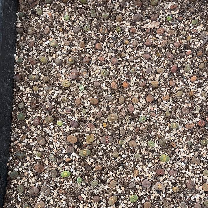 脱土发，满28包邮。风铃筐193