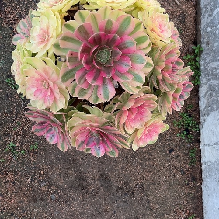 E***a多肉植物雨荷锦…………