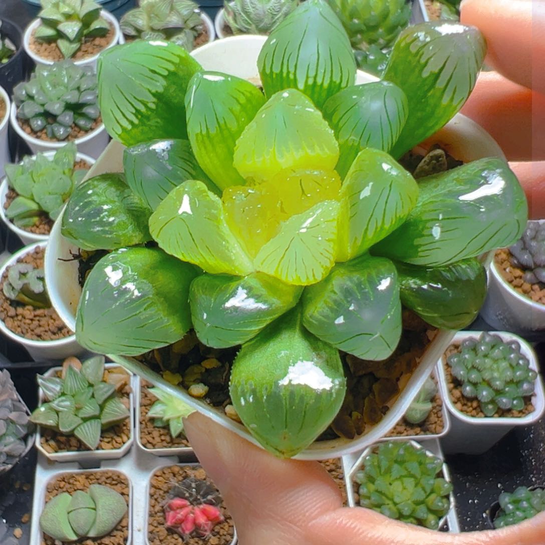 糖心玉露多肉多肉多肉