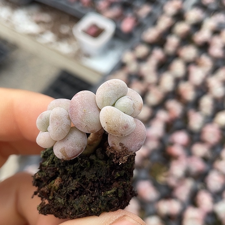 粉兔双头发3颗满18包邮