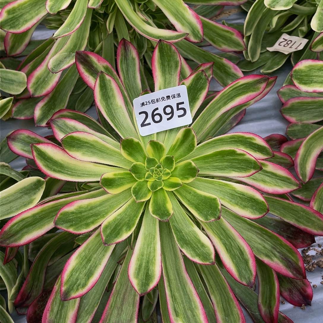 2695琉璃女神多肉植物