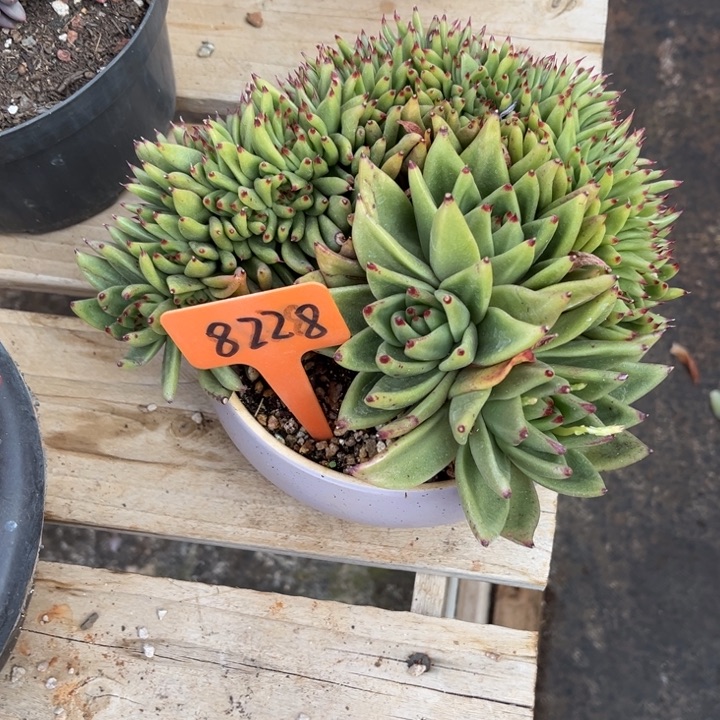 洲***、乌木缀多肉植物8228