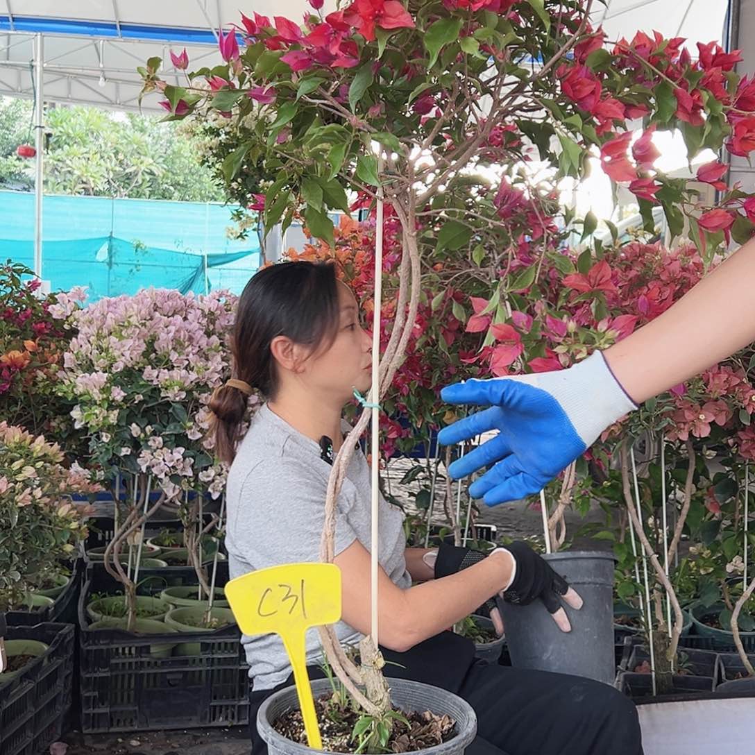 江***琳大部分花苞少量开放C31紫桑巴