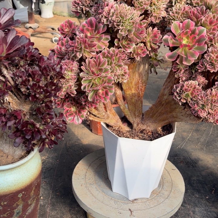 粉女巫缀化11-28-1