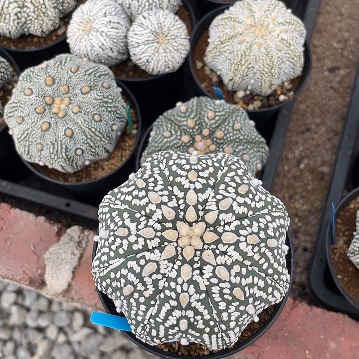 实生超兜福利福利