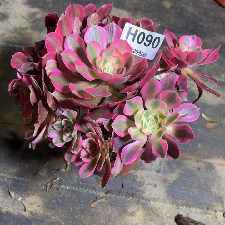 瑞妈，。。。。。090。布，