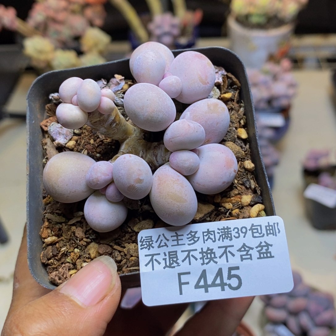 445橙奶多肉肉4cm