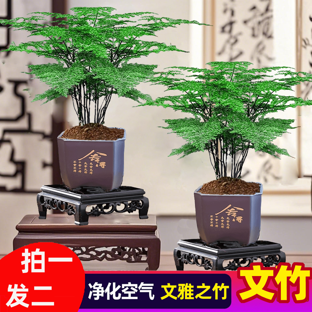 【买一送一】文竹盆栽植物室内净化空气办公室桌面美观盆栽