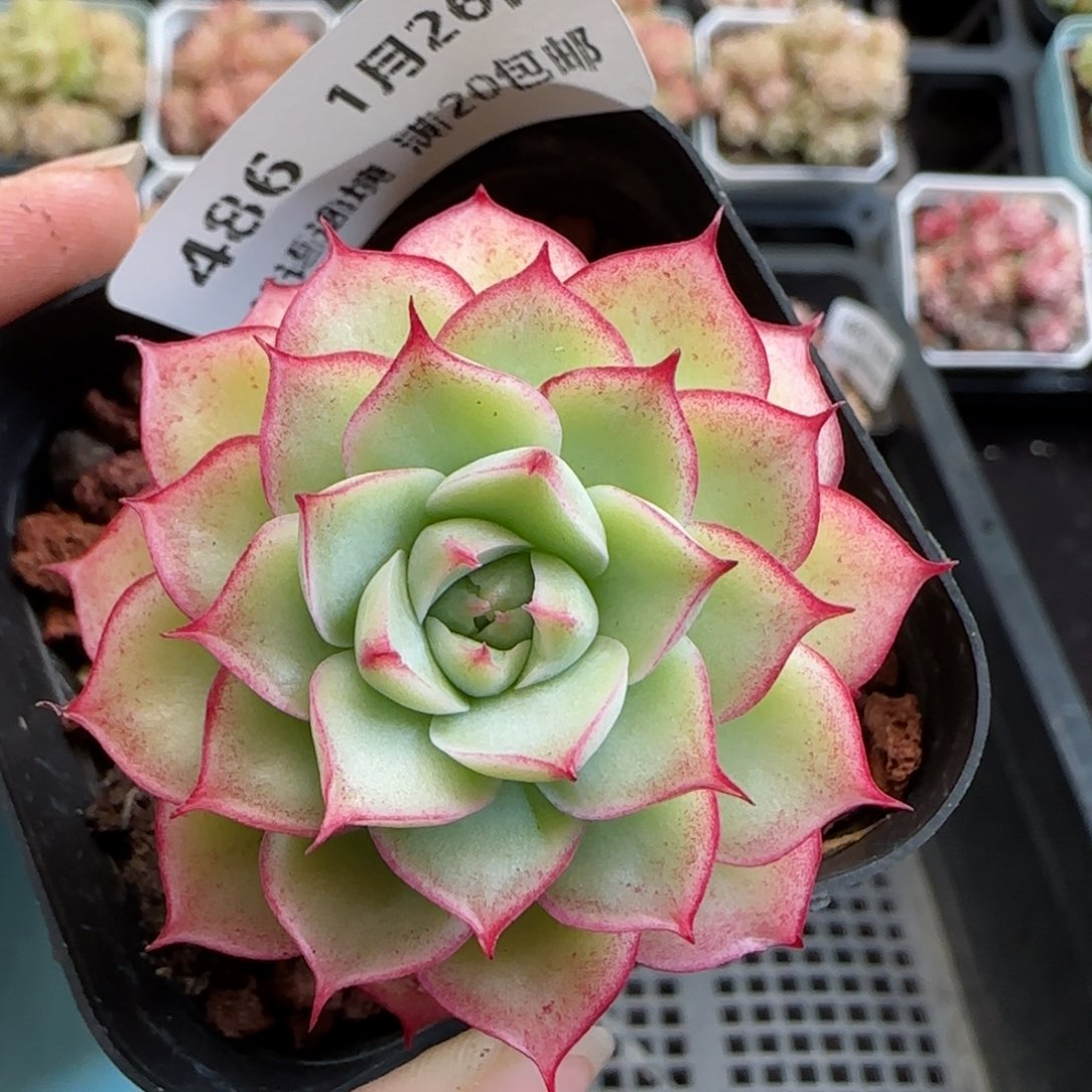 花语逸镜0126-486