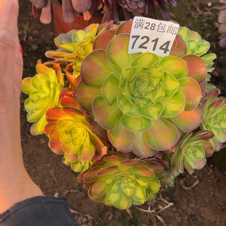 7214韶华多肉植物