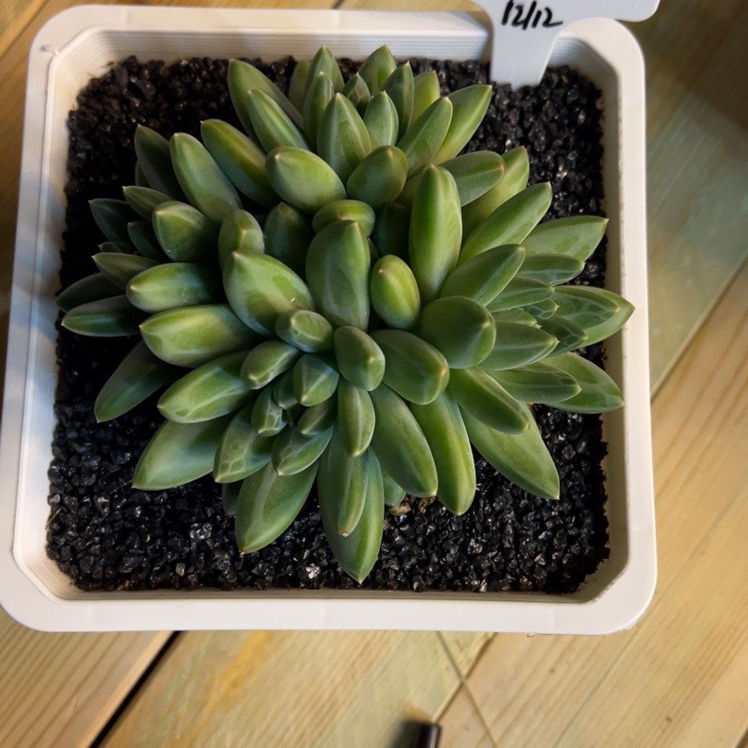 多肉植物一物一拍7
