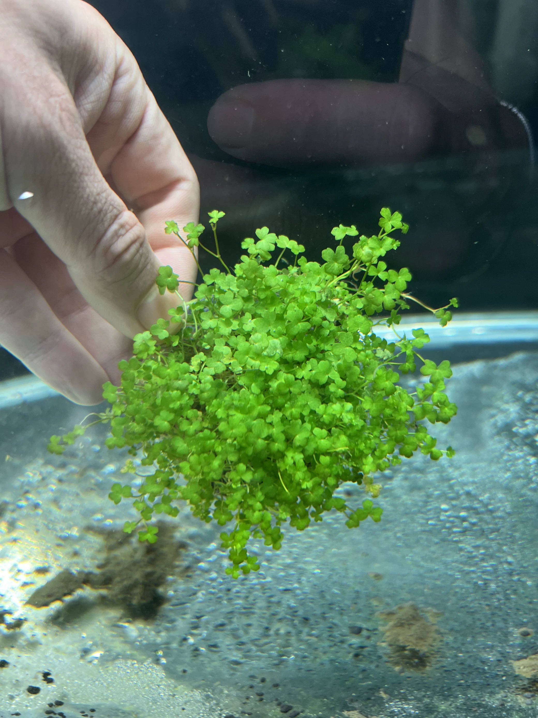 天胡荽水下叶水草  2份  