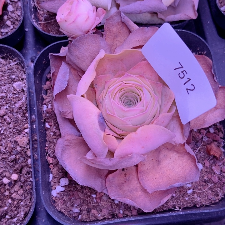 ঞ****7512山地玫瑰花群