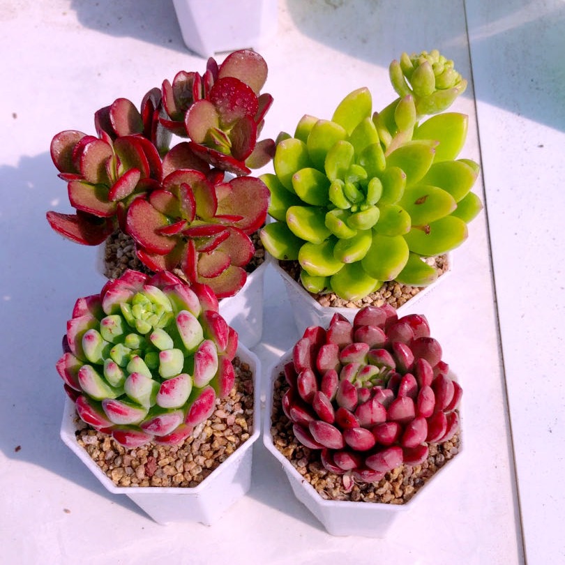 多肉植物春萌蓝苹果红宝石姬红花月送盆土