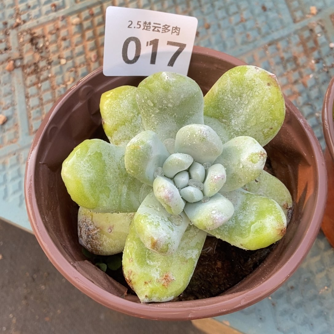 017玫瑰叶红拇指多肉植物