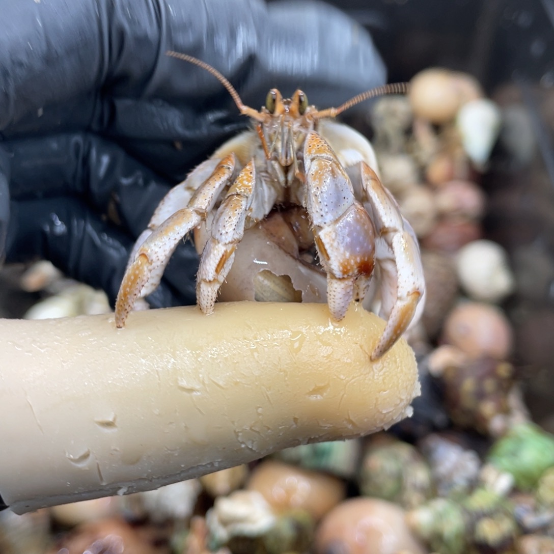 不退不换活体宠物119