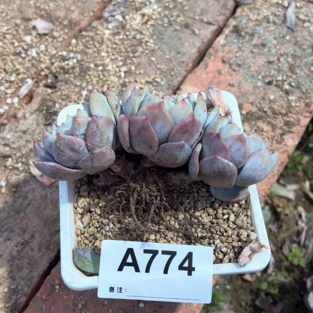 ℳ***调774 多肉多肉多肉多肉多肉