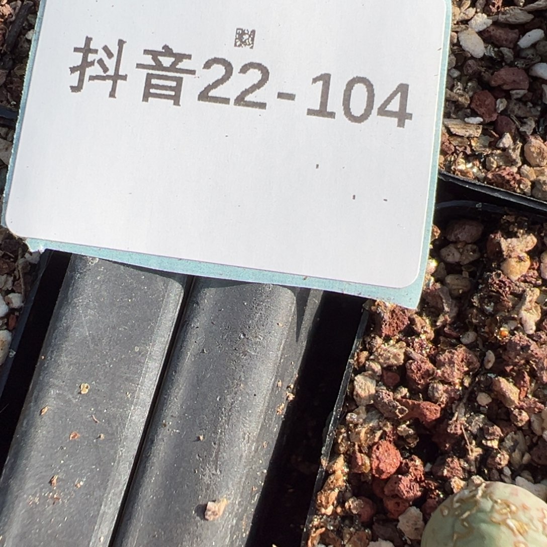 *****22+104肉锥多肉植物，