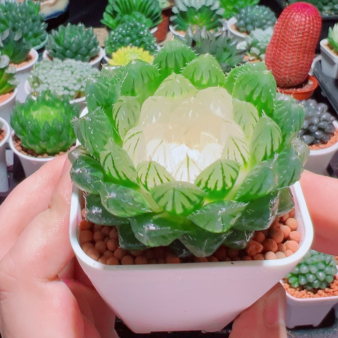 宝莲灯玉露多肉多肉多肉