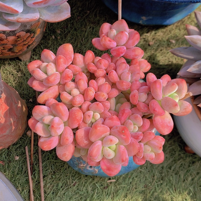 【闪购商品】彩虹洛神