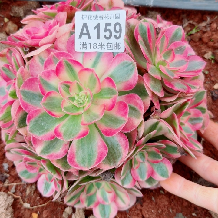 多肉法师倾城捧花