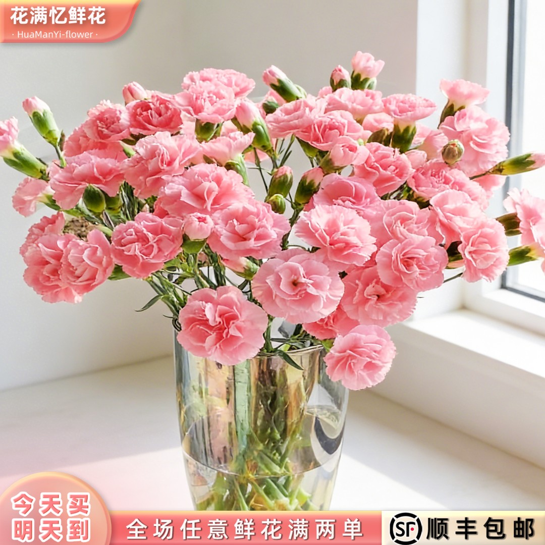 次日达 -【多丁珍珠粉】10枝粉色多丁康乃馨鲜花鲜切花家居批发任意两单顺丰包邮三单送随机花瓶今天拍明天到