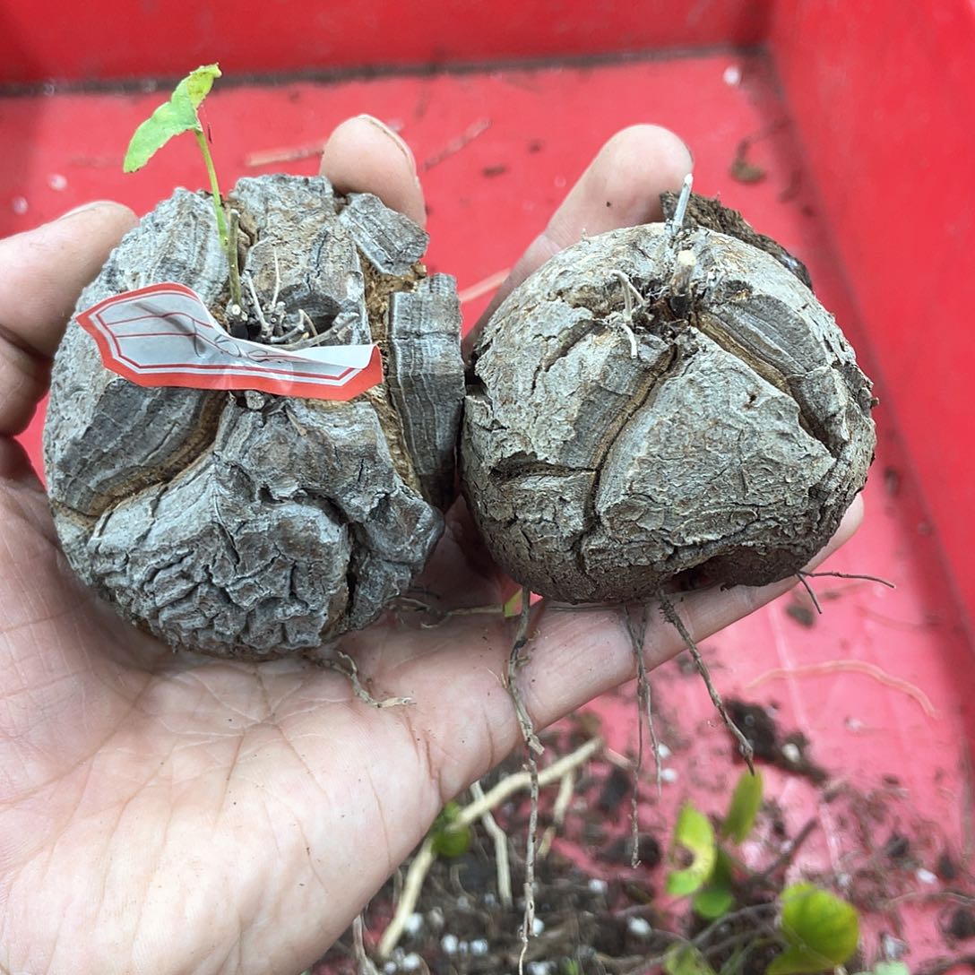 龟甲龙一物一拍1692号2颗