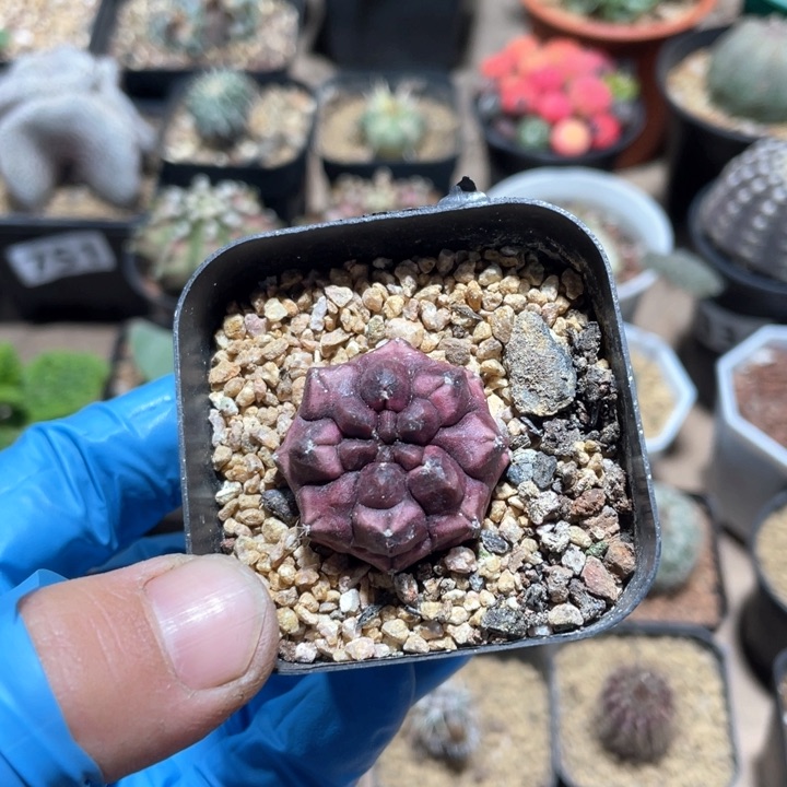 355紫色梦想仙人球