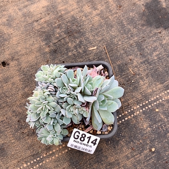 白茶缀化814 全场处理默认微瑕7-8天发货