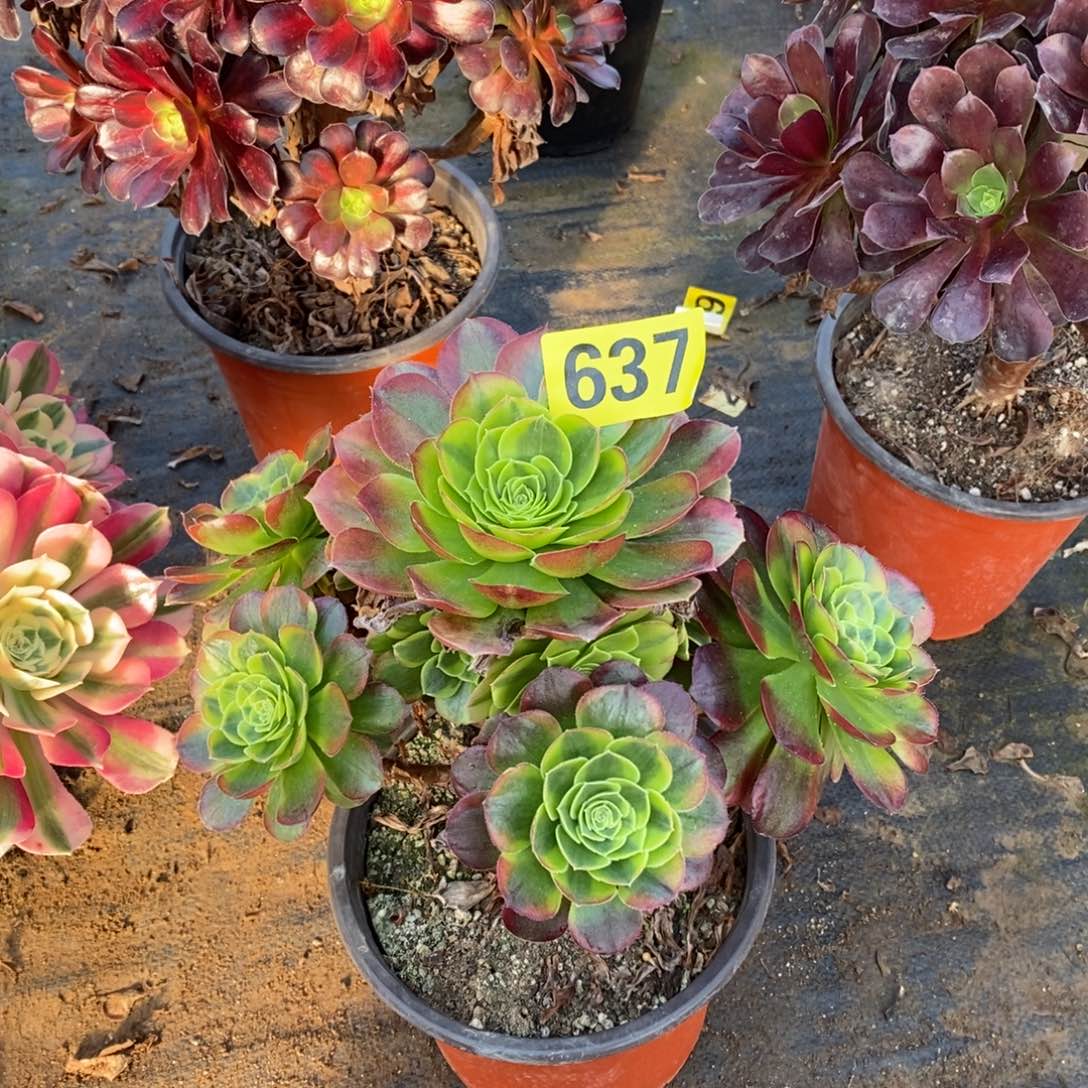 奶白多肉法师637