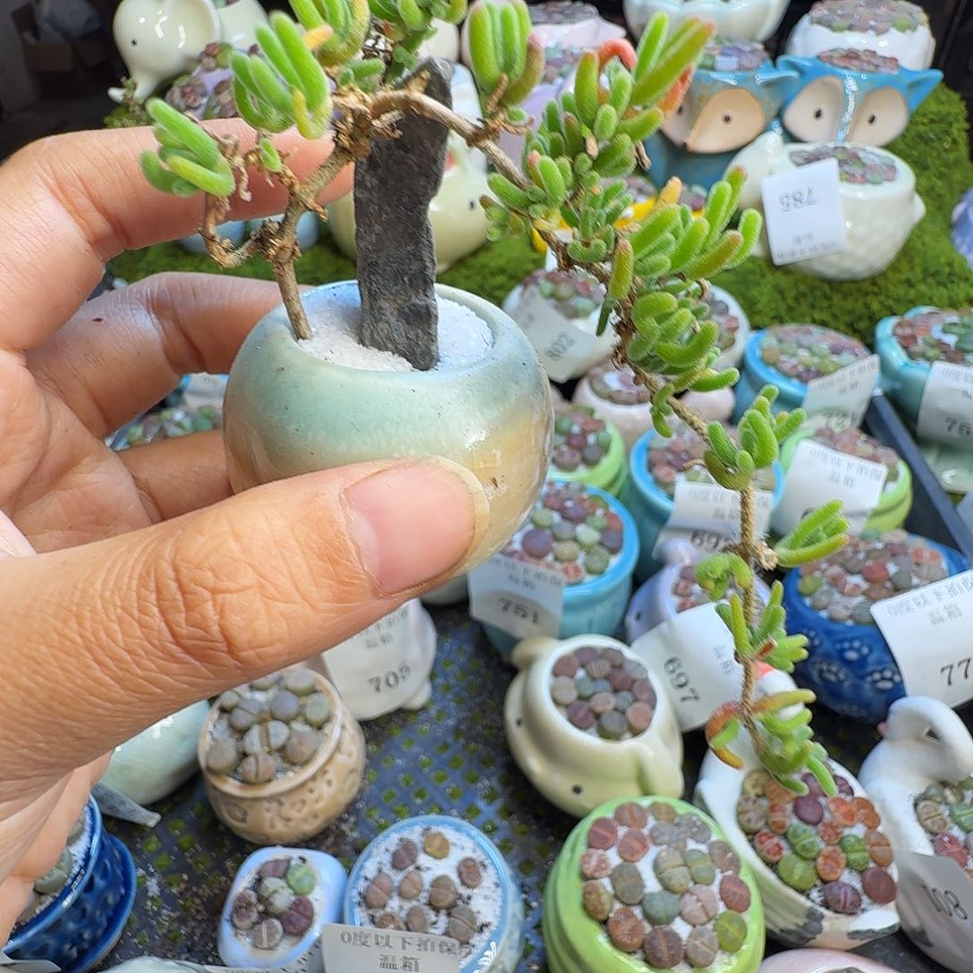 多肉植物福利冲832
