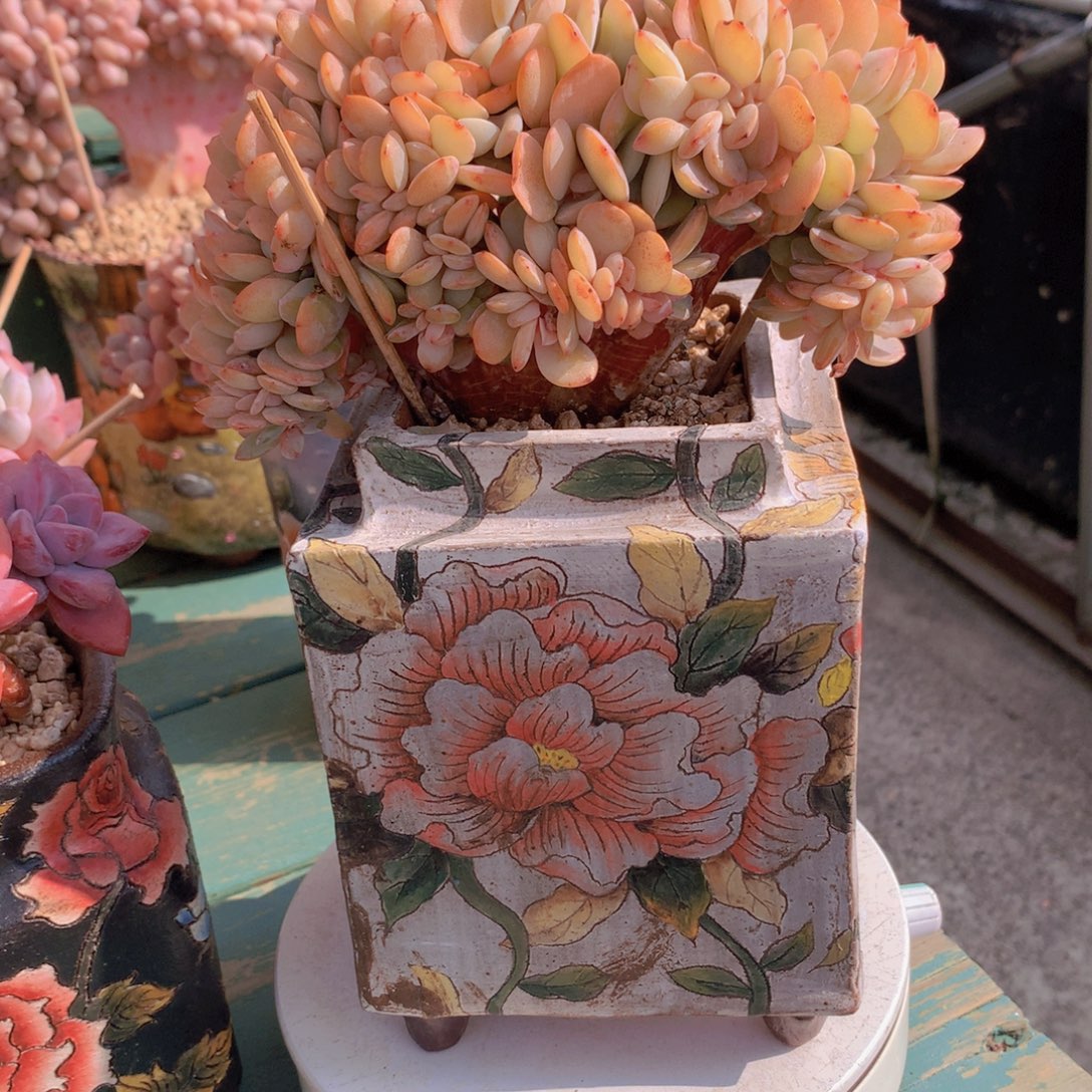 白凤自然群无砍老桩