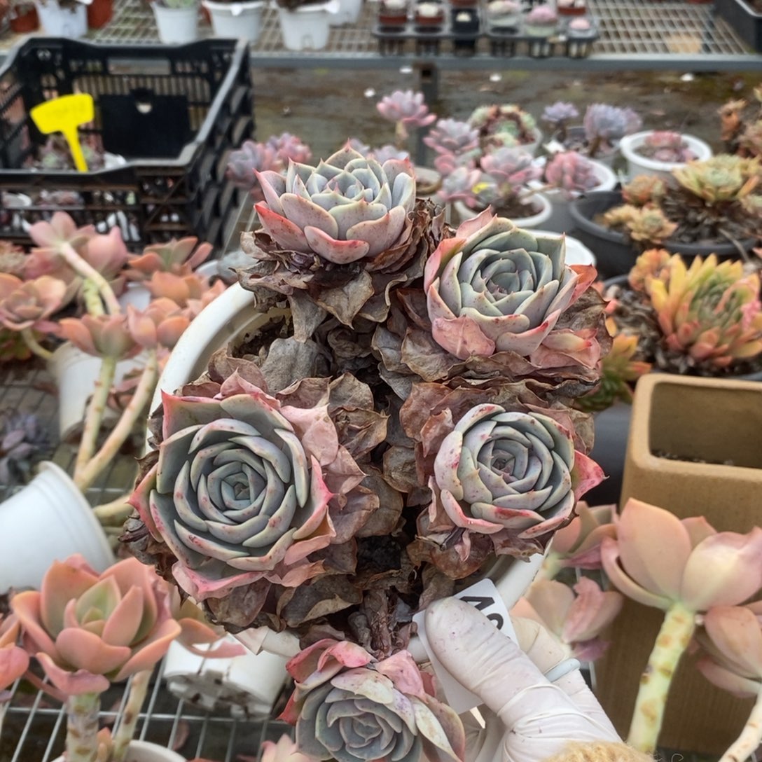 4968蓝色苍鹭一物一拍