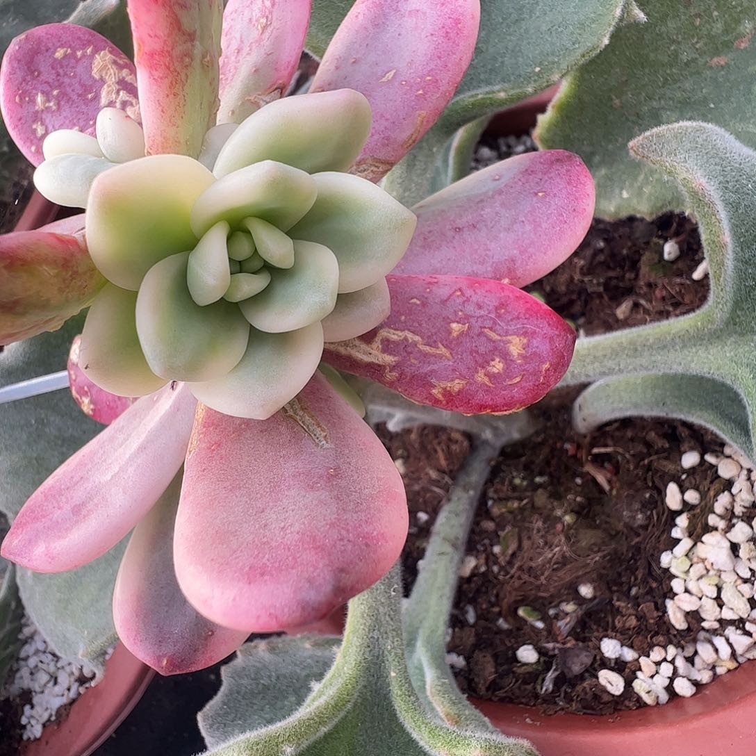 ‖***児多肉植物多肉植物