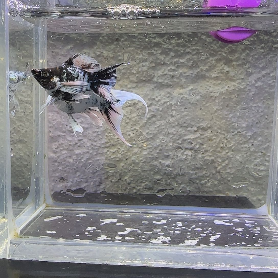 孔雀鱼水墨燕尾。80号