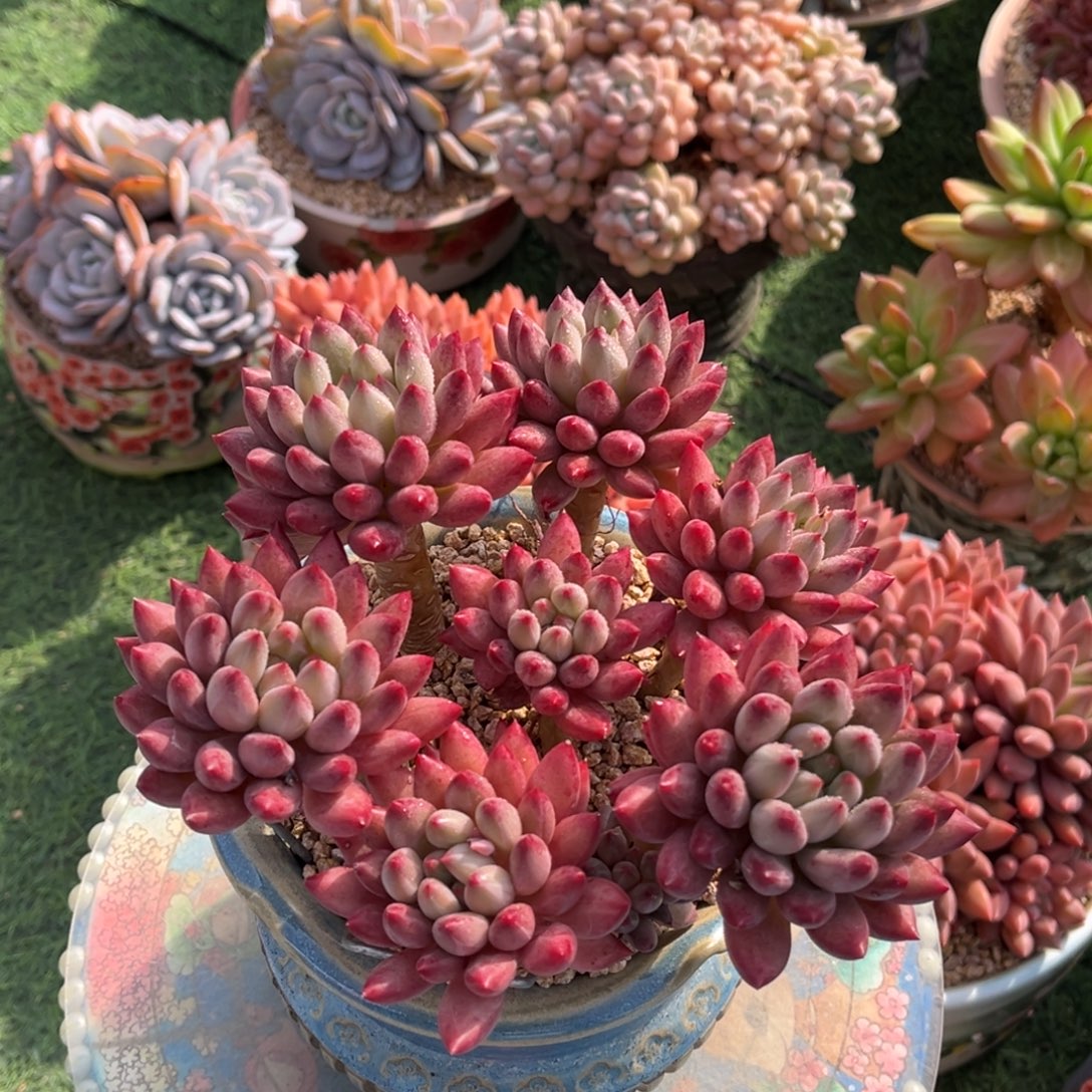 高桩虞美人一物一拍