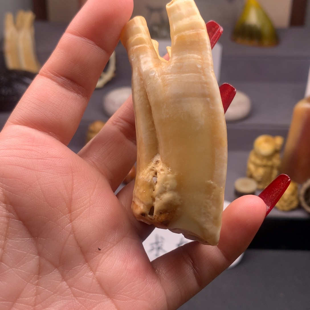 驼骨手串/手链好看又好玩