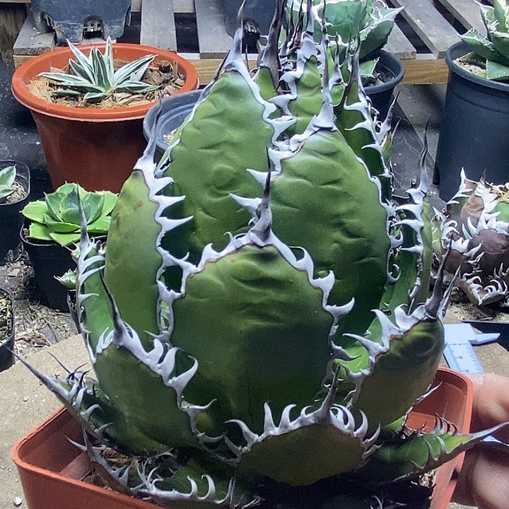 海***士霍利达。            