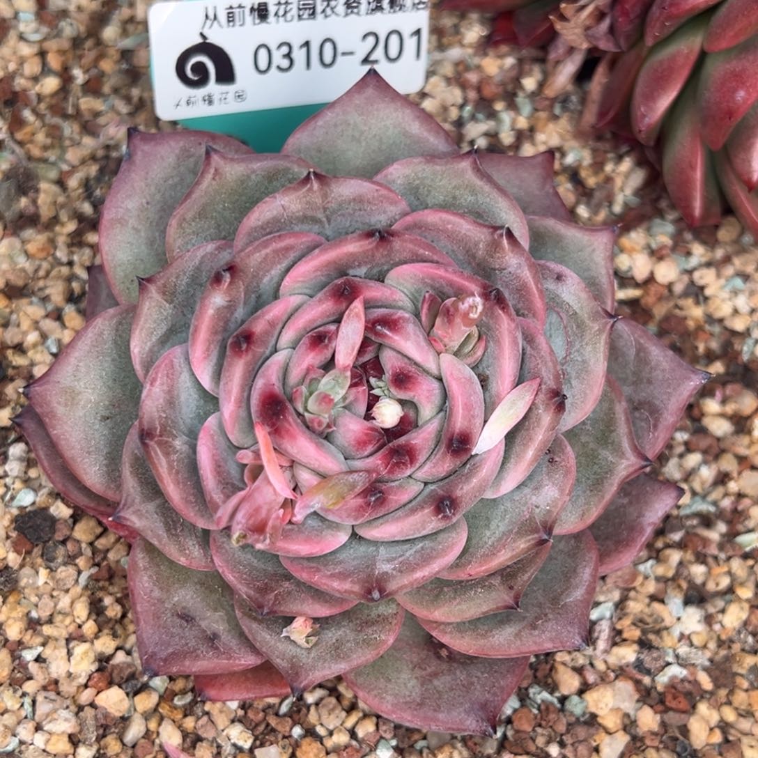 从前慢多肉精选编号0310.201